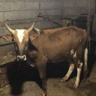 ورزا سرشاخ میزان