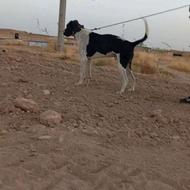 سگ سرابی وسهرایی واگذاری