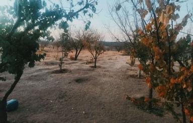 فروش باغ 1000 متری