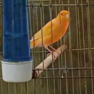 قناری نر پرتغالی