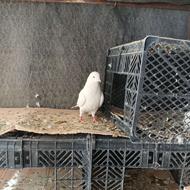 کبوتر سفید مهر