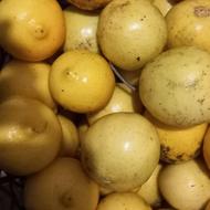 لیموشیرین درشت اعیانی