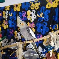 عروس هلندی 3تا