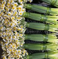 گل نرگس /لوکس/ ارزانترین قیمت/ 5 کیلو به بالا / درجه یک