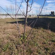 نهال آلوچه سبز برقان