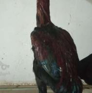 جوجه لاری هشت ماهه