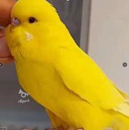 درخواست جوجه مرغ عشق زرد