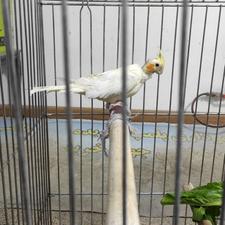 عروس هلندی لوتینو نر