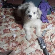 حیوان خانگی واگذار