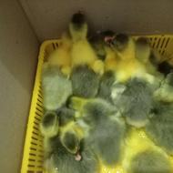 جوجه غاز سه تا پنج روز