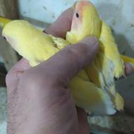 جوجه طوطی برزیلی سرلاکی دستی معاوضه با