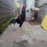 خروس لاری اصیل