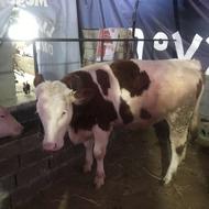 گوساله ماده دو رأس سمینتال