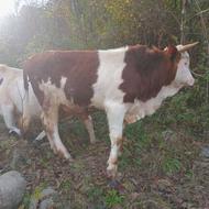 گوساله سیمینتال