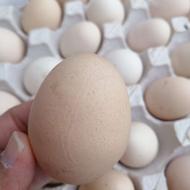 تخم مرغ نطفه دار گلین ابریشمی