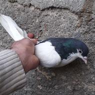 کبوتر و کفتر