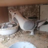 کبوتر بلژیکی