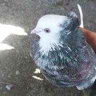 کبوتر تهرانی با پلاک