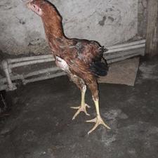 جوجه خروس لاری اسطوری