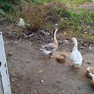 فروش دو عددقاز