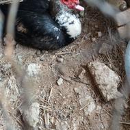 اردک اسرائیلی نر