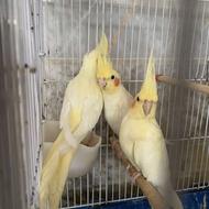 طوطی عروس جفت و بچشون