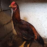 فروش یک عدد خروس لاری