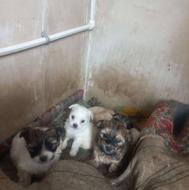 سگ شینزویک ماهه وسه ماهه