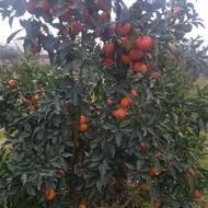 فروش پرتغال خونی تارکو باسایز عالی