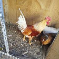 خروس بالغ جوان