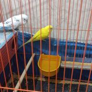 مرغ عشق نر هلندی مست