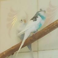 سینه سرخ مرغ عشق عوض گلبسر