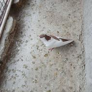 4تا کفتر رنگه