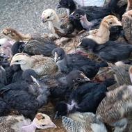 جوجه های محلی 1ماهه کرچ شو گردن لختی و سالم وسرحال 80