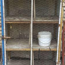 کبوتر پرشیی