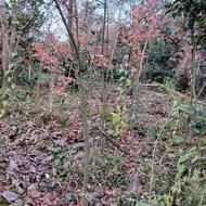 فروش فوری درخت افرا