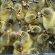 جوجه غاز محلی سرحال و سالم