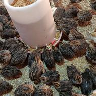 بلدرچین 20روزه