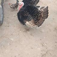 فروش دو عدد بوقلمون