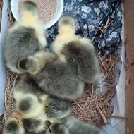 جوجه غاز..محلی ..