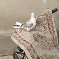 کبوتر اوچان