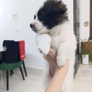 پامر شیتزو بدون ریزش مو واگذاری