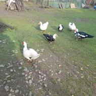 اوردک اسرائیلی