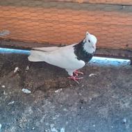 کبوتر طوقی.