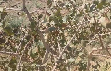 باغ پسته بارده پانزده ساله با ده ساعت آب چاعمیق