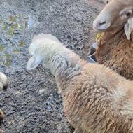 گوسفند ماده