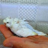 مرغ عشق جوجه