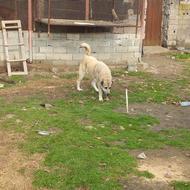 سگ سرابی ذات قدیم واگذاری