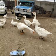 قو غاز لیندا میکس خالماگور زیبا و اصیل