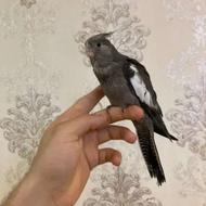 فروش یا معاوضه پرنده و لوازم به صورت یکجا